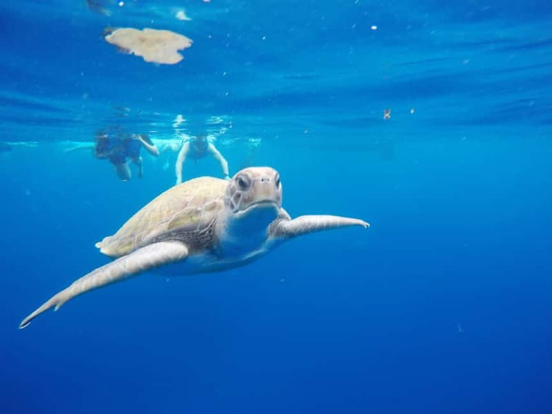 Tenerife: Kayak & Snorkel with Local Fauna, Photos Included - What makes this Tenerife tour worth considering