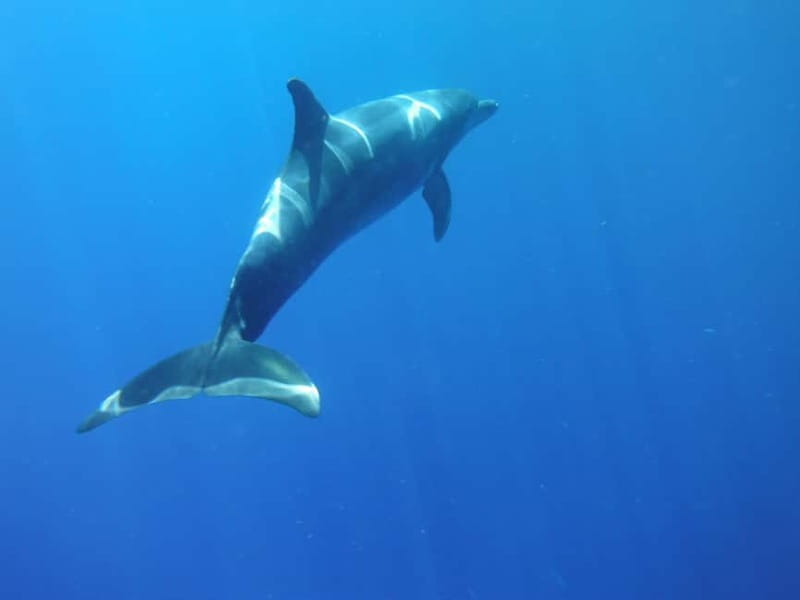 Tenerife: Kayak & Snorkel with Local Fauna, Photos Included - Starting at Shaka Kayak in Los Cristianos
