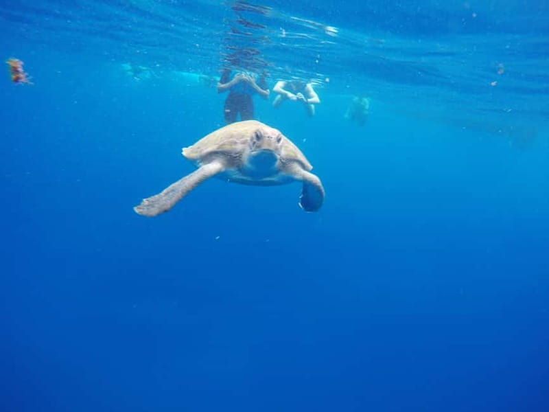 Tenerife: Kayak & Snorkel with Local Fauna, Photos Included - Entering a sea cave near the volcanic cliffs