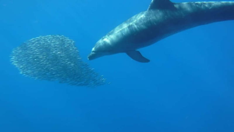 Tenerife: Kayak & Snorkel with Local Fauna, Photos Included - Returning along the coast and looking for more wildlife