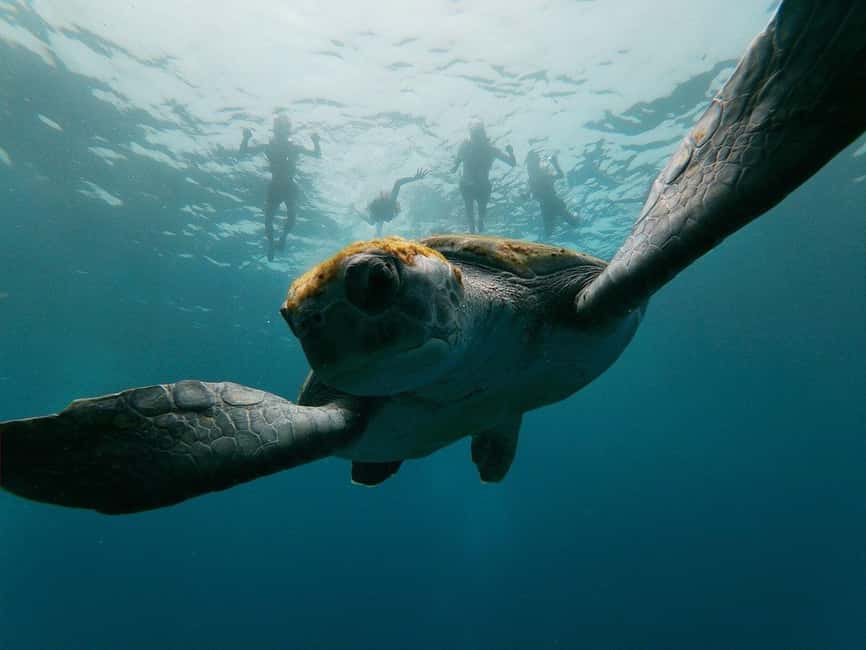 Tenerife: Kayak & Snorkeling, Marine Fauna Watching - The first 30 minutes of paddling