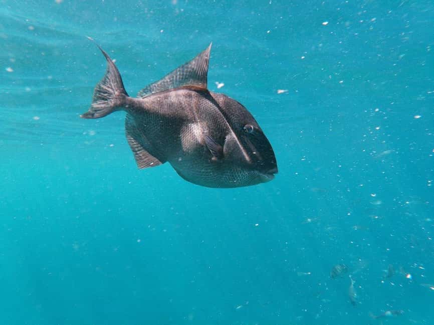 Tenerife: Kayak & Snorkeling, Marine Fauna Watching - The first secret stop and marine life watch