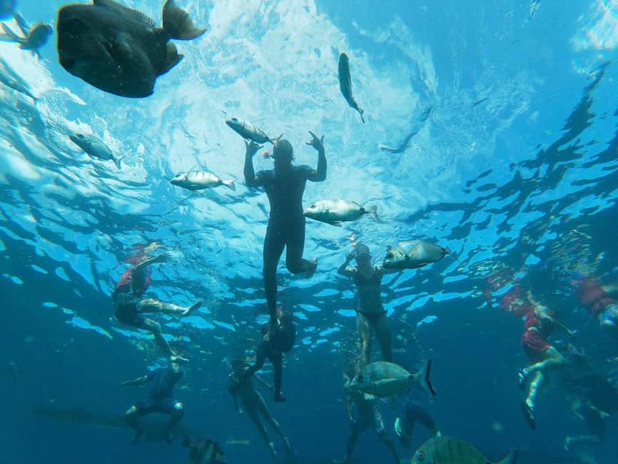 Tenerife: Kayak & Snorkeling, Marine Fauna Watching - Starting at La Arenita with a proper briefing