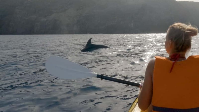 Tenerife: Kayak & Snorkeling Tour - Small Groups - Looking for dolphins and turtles near the fish farms