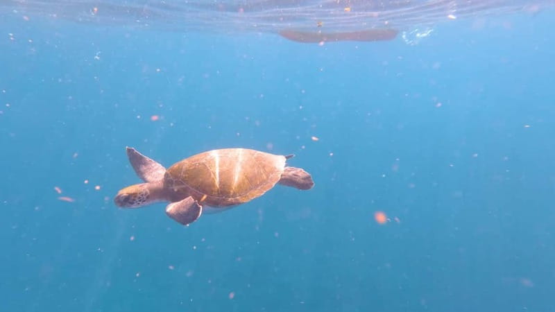 Tenerife: Kayak & Snorkeling Tour - Small Groups - Snorkeling over volcanic rock for about 30 minutes