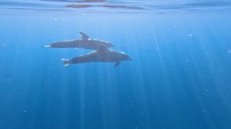 Tenerife: Kayak & Snorkeling Tour - Small Groups - What the guides add to the experience