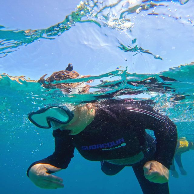 Tenerife: Puerto Colon Snorkel Safari by Speed Boat - What the service is like in practice