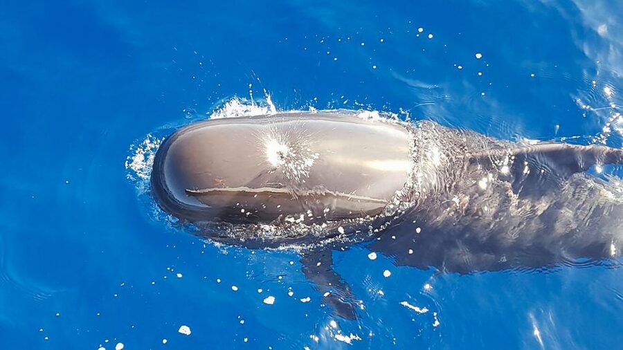 Tenerife: Sailboat Tour Whale Watching Food and Snorkeling - Sailing Tenerife’s south coast