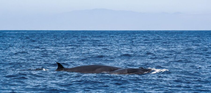 Tenerife: Sailboat Tour Whale Watching Food and Snorkeling - Comfort, weather, and seasickness