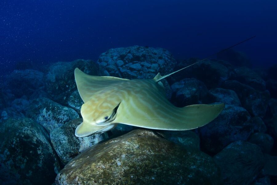 Tenerife: Snorkel with Turtles - Timing, meeting point, and practical planning