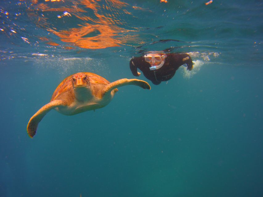 Tenerife: Snorkel with Turtles - Swimming with turtles off Tenerife