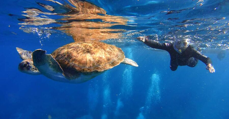 Tenerife: Snorkel with Turtles - The one-hour snorkeling session