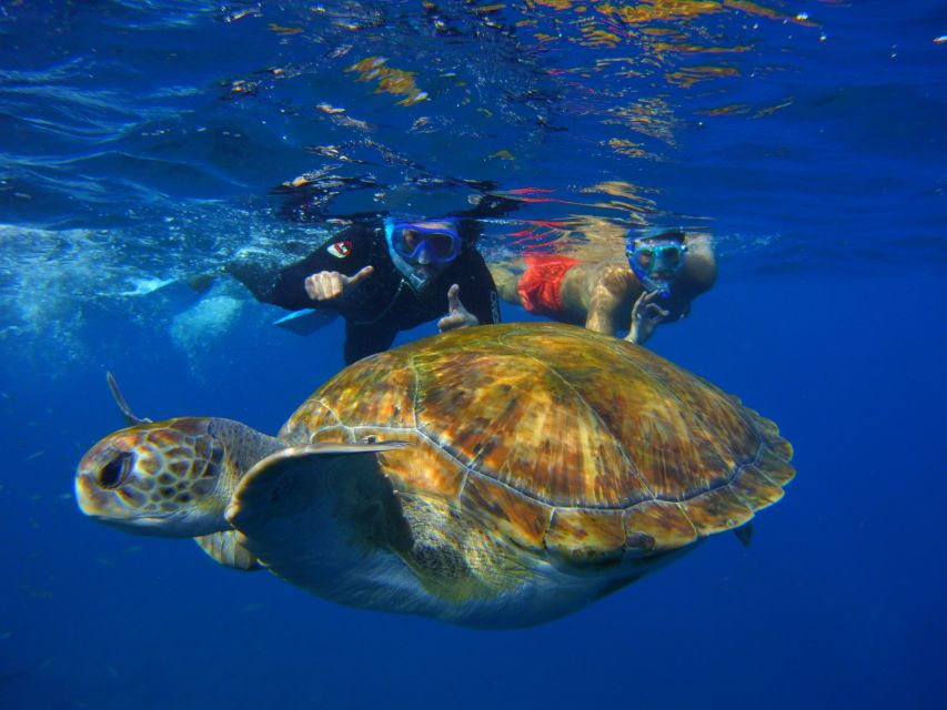 Tenerife: Snorkel with Turtles - Equipment, comfort, and the cold-water question