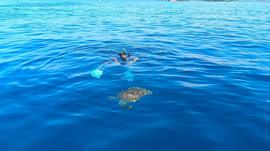 Tenerife: Snorkel with Turtles - Who should book this outing
