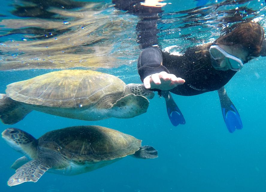Tenerife Snorkeling boat trip in a Turtle Habitat - Key points to know before booking