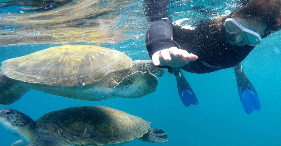 Tenerife Snorkeling boat trip in a Turtle Habitat - The 15-minute speedboat ride along Tenerife’s coast