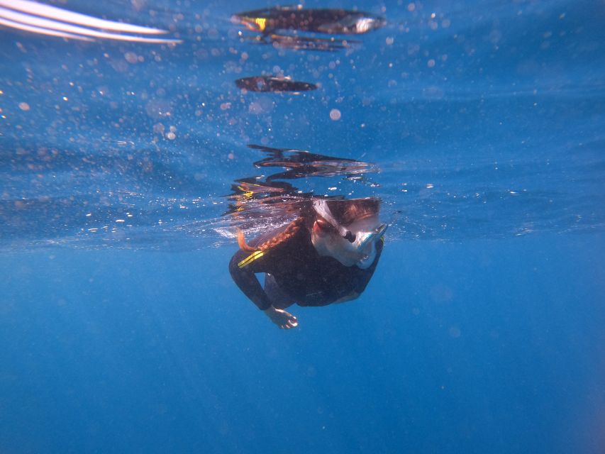 Tenerife Snorkeling boat trip in a Turtle Habitat - Fifty minutes in the Turtle Area