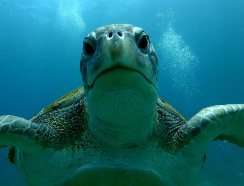 Tenerife Snorkeling boat trip in a Turtle Habitat - The return ride and what the timing means