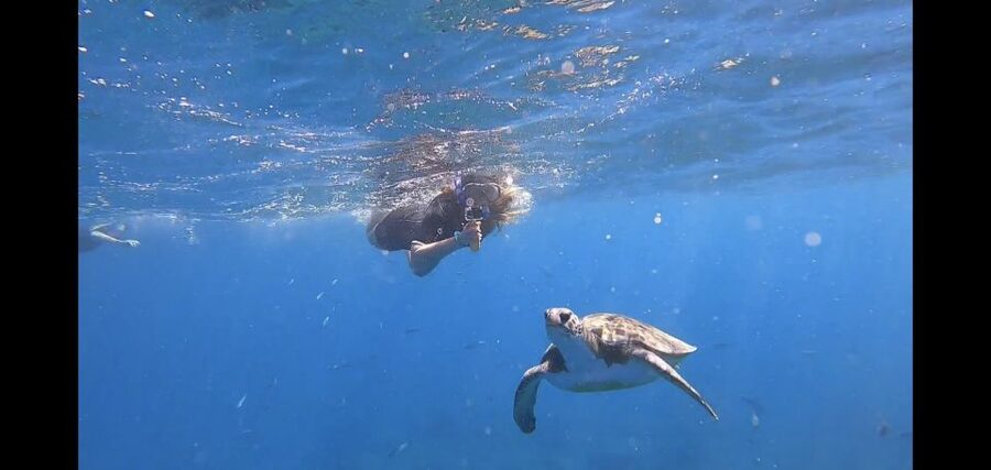 Tenerife Snorkeling boat trip in a Turtle Habitat - Starting at Puerto Colón and getting organized