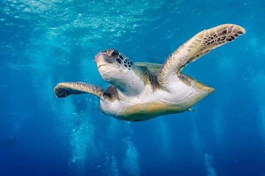 Tenerife: Snorkeling to look for Turtles and Rays - The fast boat from Los Cristianos