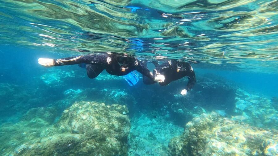 Tenerife: Snorkeling Tour in a Marine Protected Area - Five things to know before booking