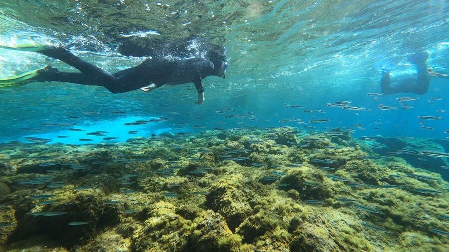 Tenerife: Snorkeling Tour in a Marine Protected Area - Is $45 a fair price?