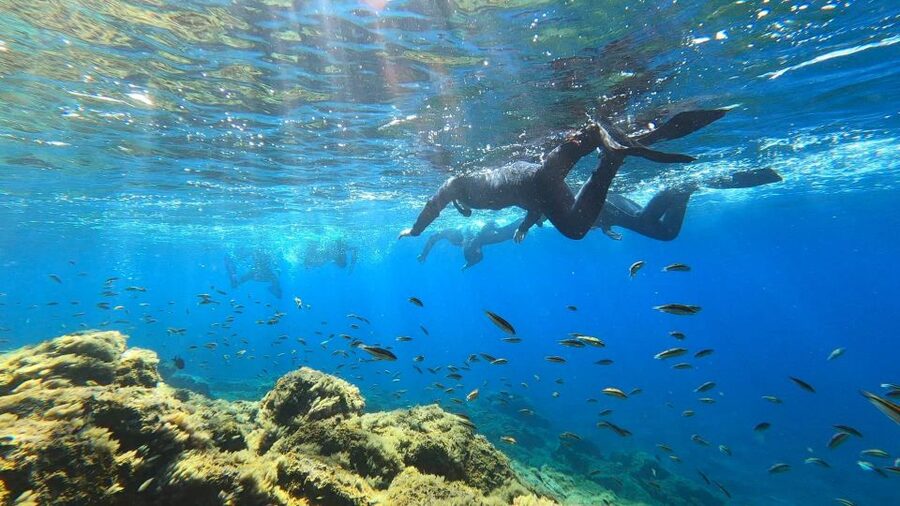 Tenerife: Snorkeling Tour in a Marine Protected Area - Equipment, warmth, and comfort in the water
