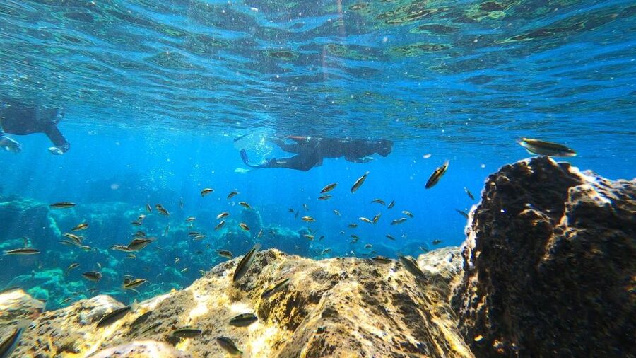 Tenerife: Snorkeling Tour in a Marine Protected Area - The free photos and videos