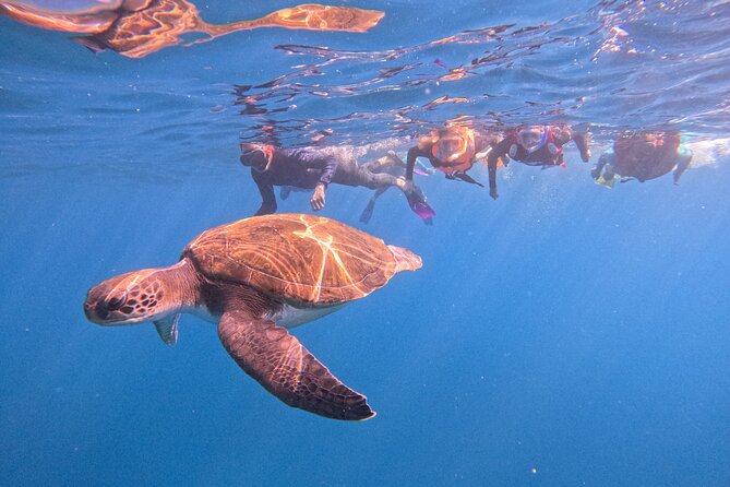 Tenerife Snorkeling Tour in turtle habitat - Key points before you book
