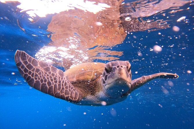 Tenerife Snorkeling Tour in turtle habitat - The 10 to 15 minute speedboat ride