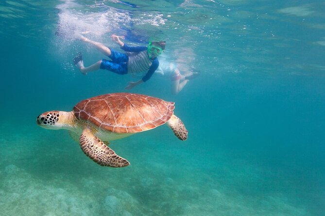 Tenerife Snorkeling Tour in turtle habitat - Snorkeling at El Palm-mar