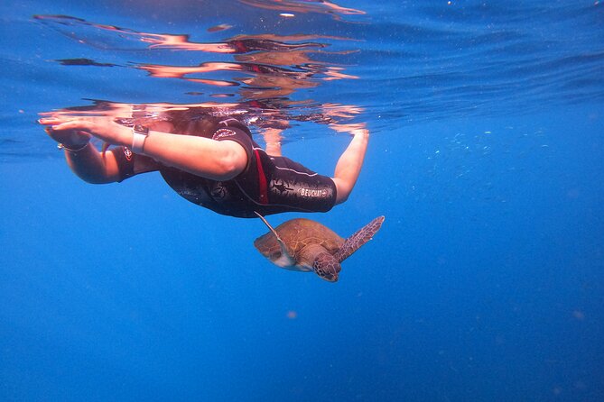 Tenerife Snorkeling Tour in turtle habitat - Returning past the fish farms