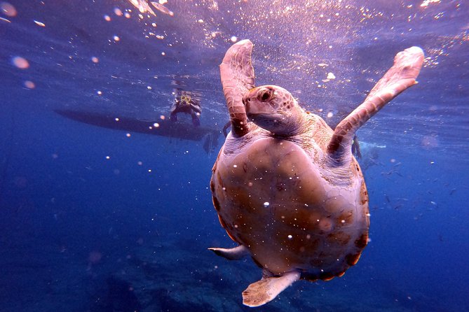 Tenerife Snorkeling Tour in turtle habitat - Showers, terrace time, and photographs