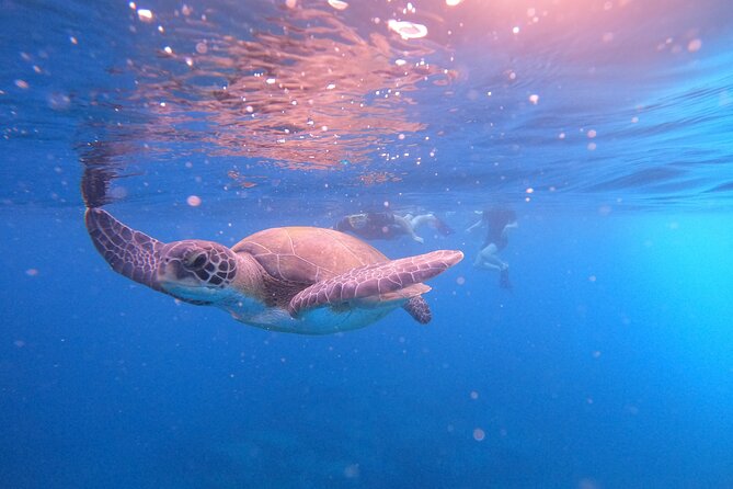 Tenerife Snorkeling Tour in turtle habitat - Is $54.07 good value?