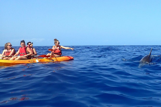 Tenerife: Turtle & Dolphin Kayak Tour with Snorkel & Wetsuit - The snorkeling stop and what to expect underwater