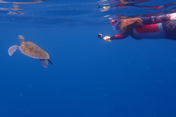 Tenerife: Turtle & Dolphin Kayak Tour with Snorkel & Wetsuit - Guide quality and group size