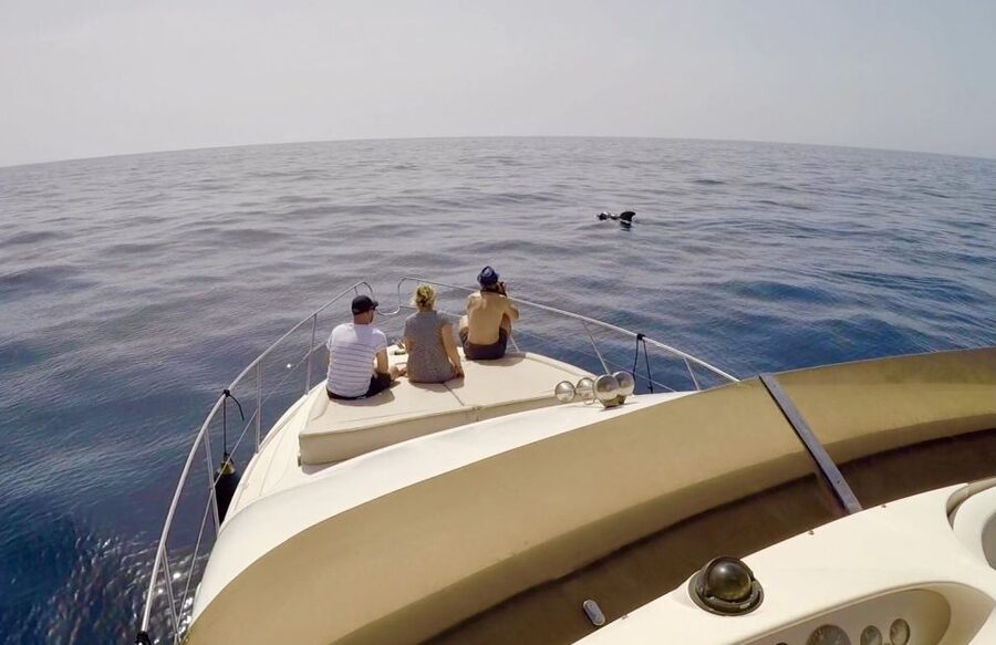 Tenerife: Whales and Snorkeling Tour on a Luxury Yacht - The return cruise and champagne stop