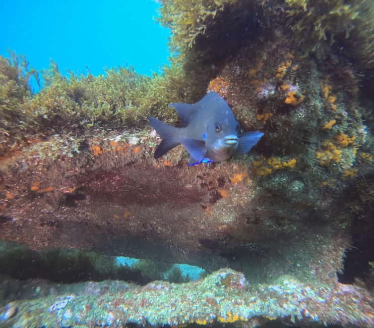 Terceira Island: Snorkeling Adventure - Meeting at Marina de Angra for a short water adventure
