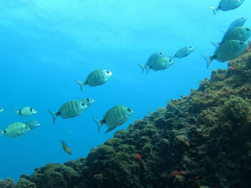 Terceira Island: Snorkeling Adventure - What the volcanic coast adds to the snorkeling