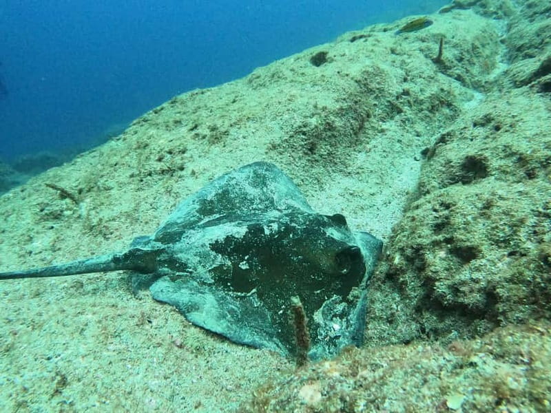 Terceira Island: Snorkeling Adventure - What you are likely to see below the surface