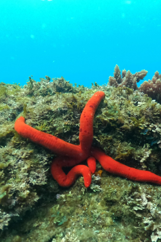 Terceira Island: Snorkeling Adventure - Why the 10-person limit matters