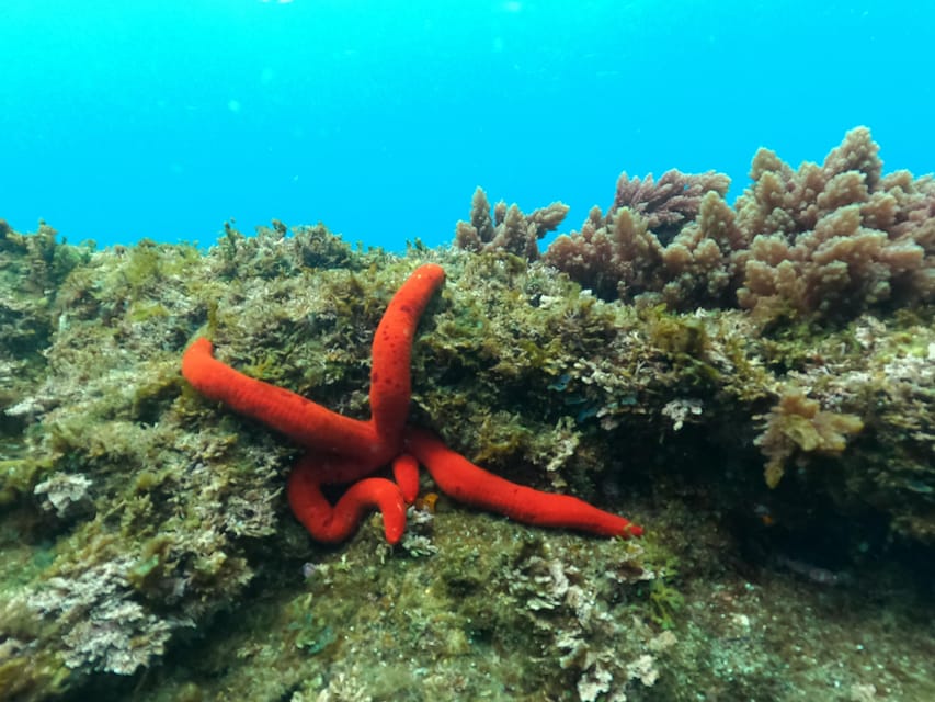 Terceira Island: Snorkeling Adventure - Booking details that matter