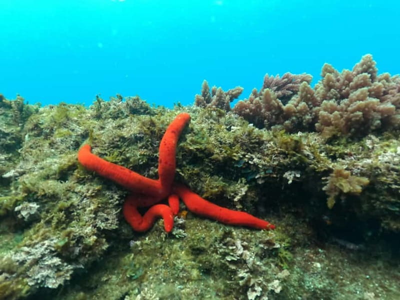 Terceira Island: Snorkeling Adventure - A guided session rather than a casual swim