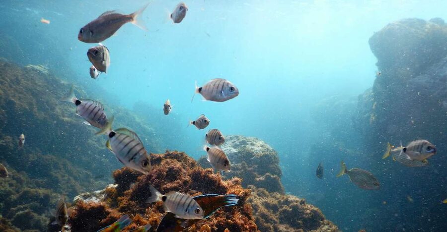 Terceira Island: Snorkeling Wildlife | Protected Areas - The meeting point and first few minutes