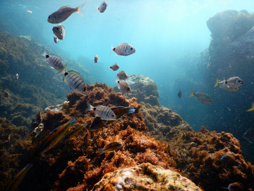 Terceira Island: Snorkeling Wildlife | Protected Areas - Why protected areas matter around the Azores