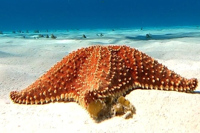 The Cozumel Turtle Sanctuary Snorkel Tour - Is $65.58 a good value?