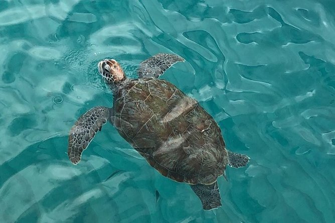 The Curacao Private Beach Hopping / Snorkeling Tour - Key things to know before booking