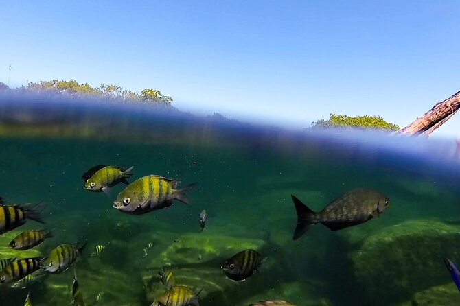 The great snorkeling adventure at the Riviera Maya private tour - What to bring and how to pace the day