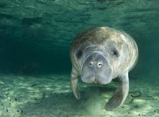 The 'OG' Manatee Snorkel Tour with In-Water Guide/Photographer - Key points to know before booking
