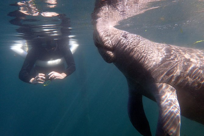 The 'OG' Manatee Snorkel Tour with In-Water Guide/Photographer - Why this Crystal River manatee swim feels special